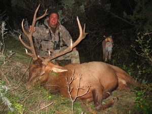 Hunting Elk with Mountain Lion